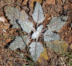 Fotografia da espécie Salvia aethiopis