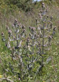 Fotografia da espécie Salvia aethiopis