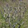 Fotografia 10 da espécie Salvia aethiopis do Jardim Botânico UTAD