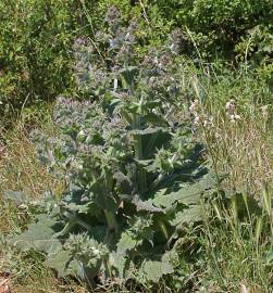 Fotografia da espécie Salvia aethiopis