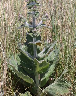 Fotografia 12 da espécie Salvia aethiopis no Jardim Botânico UTAD