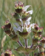 Fotografia da espécie Salvia aethiopis