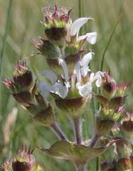 Salvia aethiopis