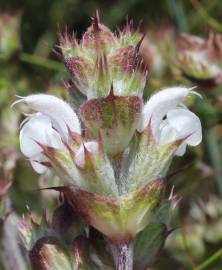 Fotografia da espécie Salvia aethiopis