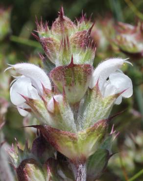 Fotografia 13 da espécie Salvia aethiopis no Jardim Botânico UTAD