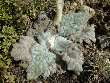 Fotografia da espécie Salvia aethiopis