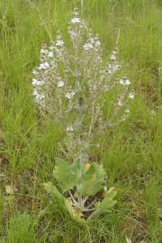 Fotografia da espécie Salvia aethiopis