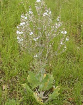 Fotografia 17 da espécie Salvia aethiopis no Jardim Botânico UTAD