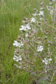 Fotografia da espécie Salvia aethiopis