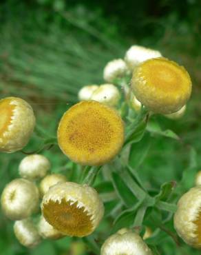Fotografia 2 da espécie Helichrysum foetidum no Jardim Botânico UTAD