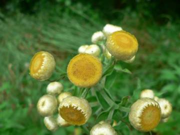 Fotografia da espécie Helichrysum foetidum