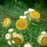Fotografia 2 da espécie Helichrysum foetidum do Jardim Botânico UTAD