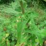 Fotografia 3 da espécie Helichrysum foetidum do Jardim Botânico UTAD