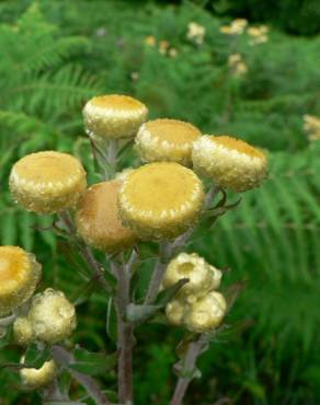 Fotografia 4 da espécie Helichrysum foetidum no Jardim Botânico UTAD