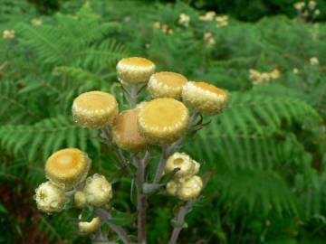 Fotografia da espécie Helichrysum foetidum
