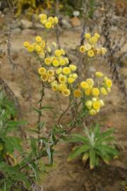 Fotografia da espécie Helichrysum foetidum