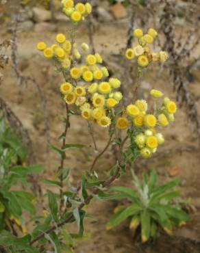 Fotografia 5 da espécie Helichrysum foetidum no Jardim Botânico UTAD