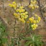 Fotografia 5 da espécie Helichrysum foetidum do Jardim Botânico UTAD