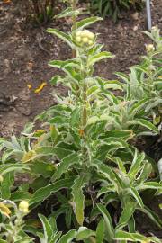 Fotografia da espécie Helichrysum foetidum