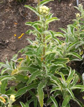 Fotografia 6 da espécie Helichrysum foetidum no Jardim Botânico UTAD