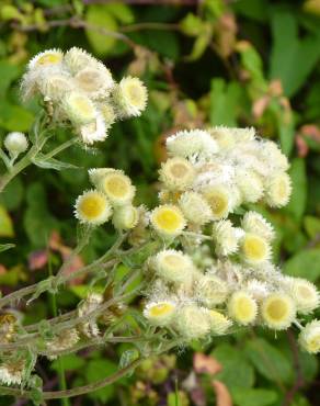 Fotografia 7 da espécie Helichrysum foetidum no Jardim Botânico UTAD