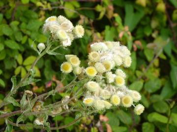 Fotografia da espécie Helichrysum foetidum