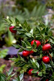 Fotografia da espécie Ruscus aculeatus