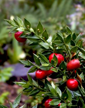 Fotografia 5 da espécie Ruscus aculeatus no Jardim Botânico UTAD