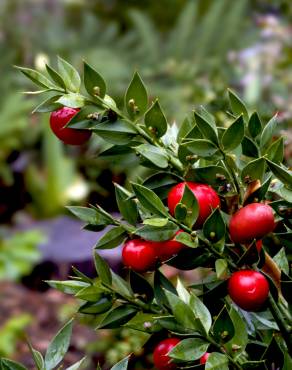 Fotografia 5 da espécie Ruscus aculeatus no Jardim Botânico UTAD