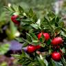 Fotografia 5 da espécie Ruscus aculeatus do Jardim Botânico UTAD