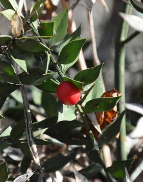 Fotografia 6 da espécie Ruscus aculeatus no Jardim Botânico UTAD