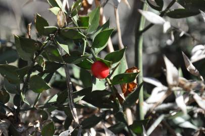 Fotografia da espécie Ruscus aculeatus