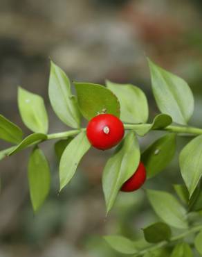 Fotografia 7 da espécie Ruscus aculeatus no Jardim Botânico UTAD