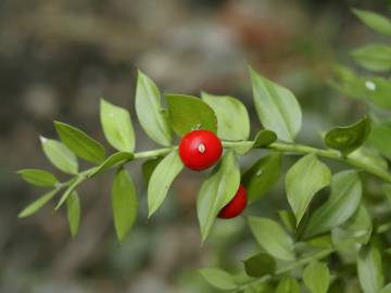 Fotografia da espécie Ruscus aculeatus