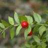 Fotografia 7 da espécie Ruscus aculeatus do Jardim Botânico UTAD