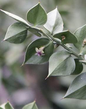 Fotografia 8 da espécie Ruscus aculeatus no Jardim Botânico UTAD