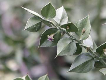 Fotografia da espécie Ruscus aculeatus