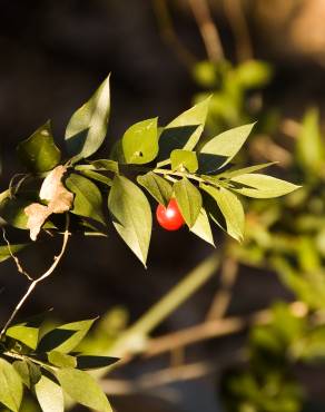 Fotografia 9 da espécie Ruscus aculeatus no Jardim Botânico UTAD