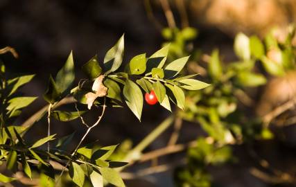 Fotografia da espécie Ruscus aculeatus