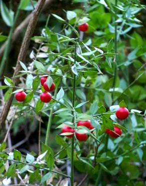 Fotografia 10 da espécie Ruscus aculeatus no Jardim Botânico UTAD