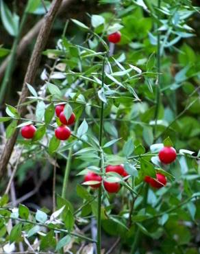 Fotografia 10 da espécie Ruscus aculeatus no Jardim Botânico UTAD