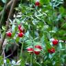 Fotografia 10 da espécie Ruscus aculeatus do Jardim Botânico UTAD