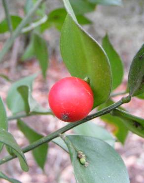 Fotografia 11 da espécie Ruscus aculeatus no Jardim Botânico UTAD