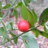 Fotografia 11 da espécie Ruscus aculeatus do Jardim Botânico UTAD