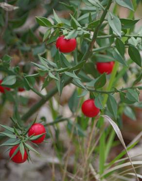 Fotografia 12 da espécie Ruscus aculeatus no Jardim Botânico UTAD