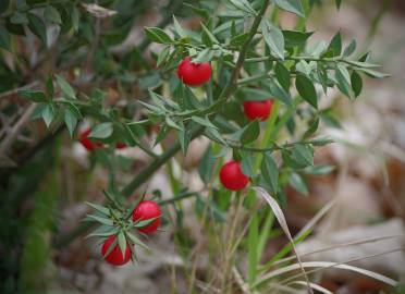 Fotografia da espécie Ruscus aculeatus