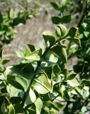 Fotografia 13 da espécie Ruscus aculeatus no Jardim Botânico UTAD