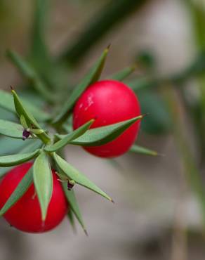 Fotografia 14 da espécie Ruscus aculeatus no Jardim Botânico UTAD