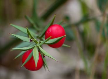 Fotografia da espécie Ruscus aculeatus