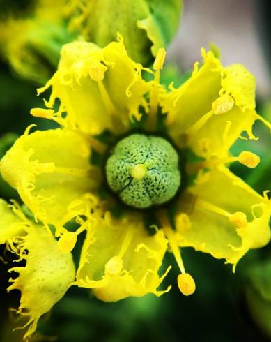 Fotografia de capa Ruta graveolens - do Jardim Botânico